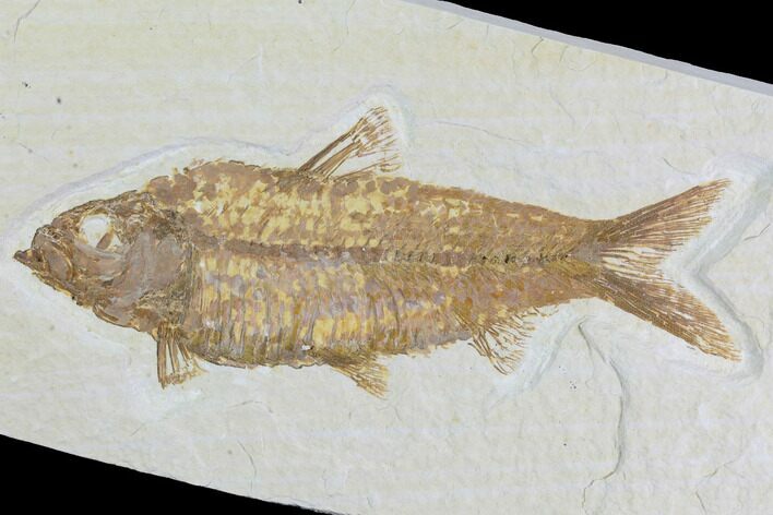 Detailed Fossil Fish (Knightia) - Wyoming #96101